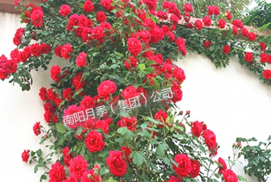 չʾ