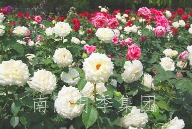 չʾ