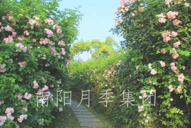 ¼չʾ