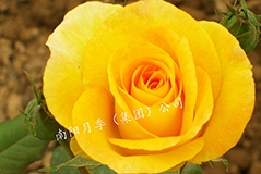 ٱ¼޼רҸ㷽