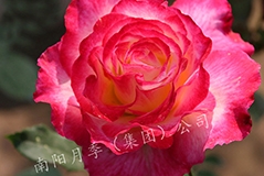 ¼ֳܼŶ