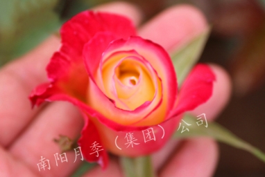˫ϲ