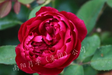֬