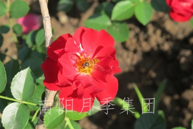ŵ
