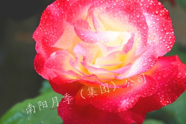 ˫ϲ