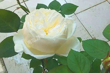 Զѩ