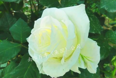 ֶ
