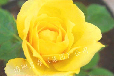 ̫