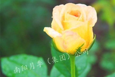 ̫