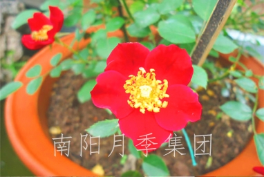 ʼҰŵ