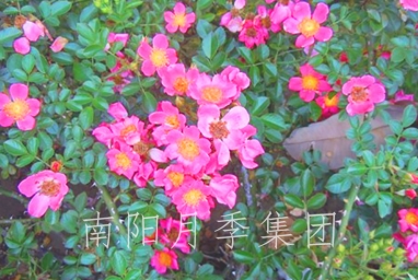 ¸