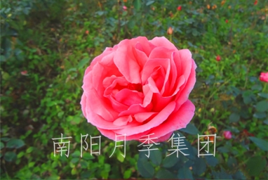 ι