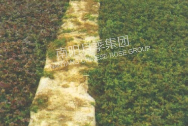 С磨紲