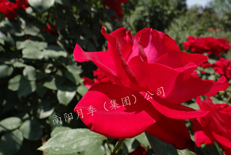 ״¼