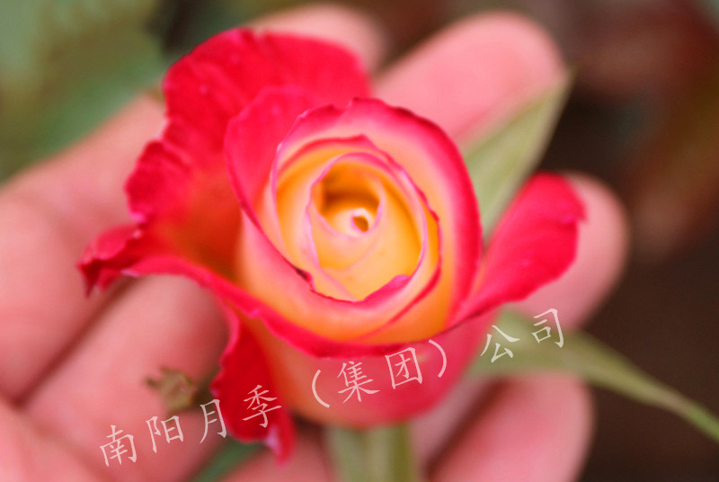 ¼
