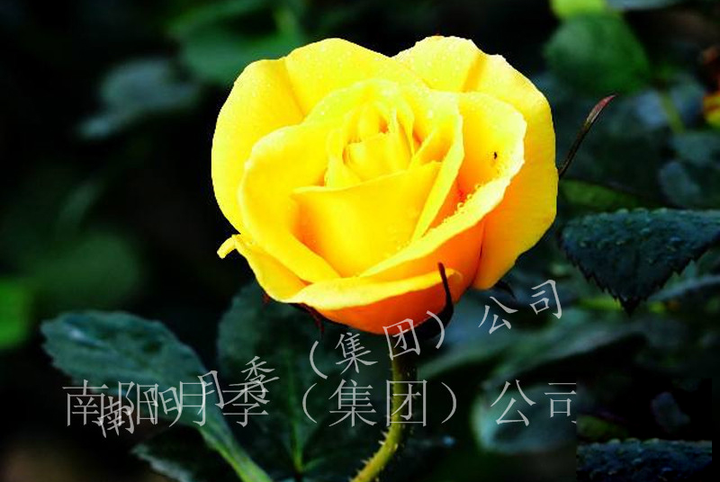 ¼