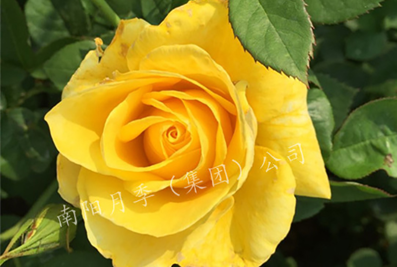 ¼