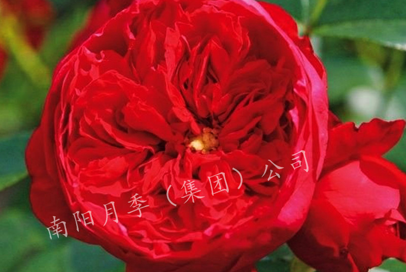 ¼
