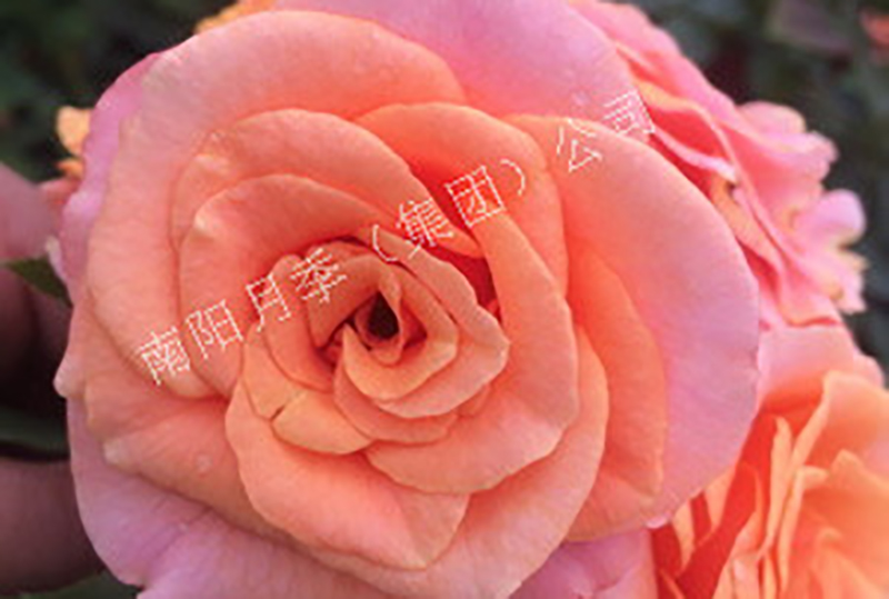 ¼