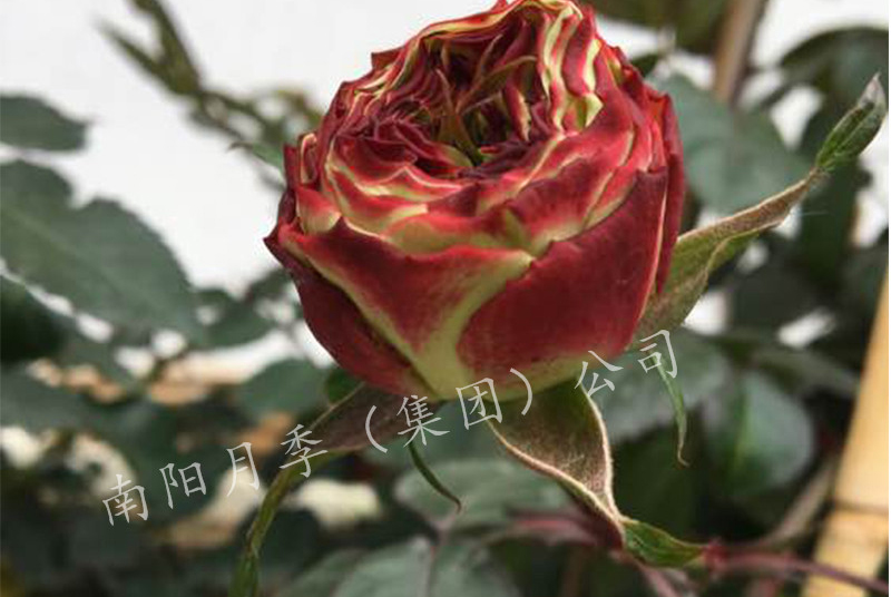 ¼