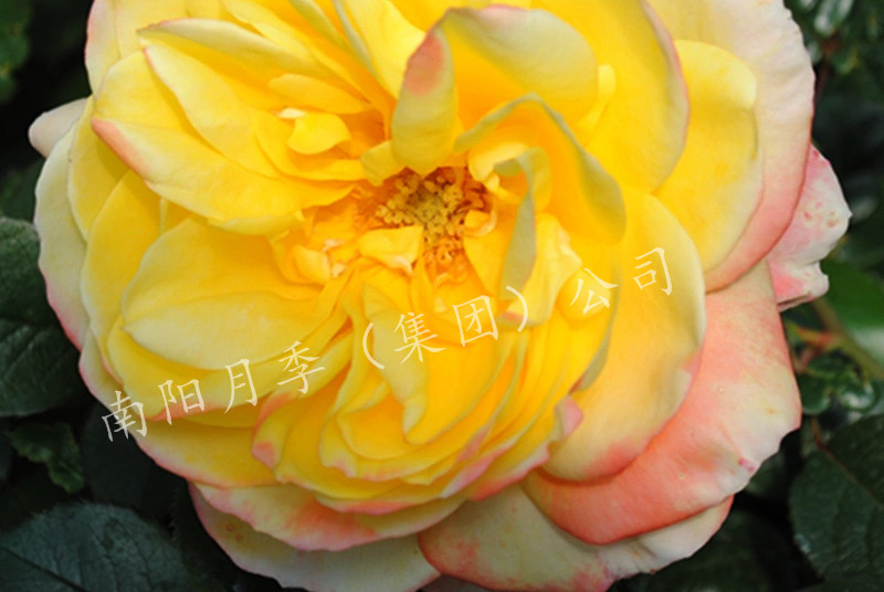 ¼