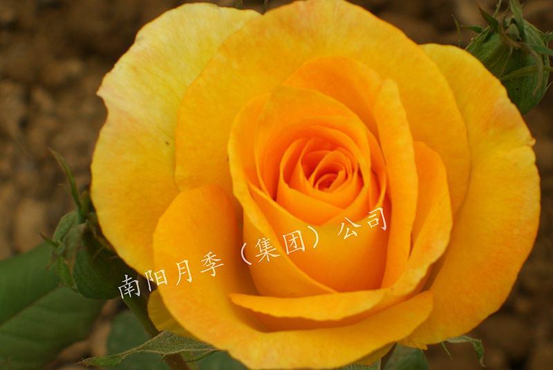 ¼