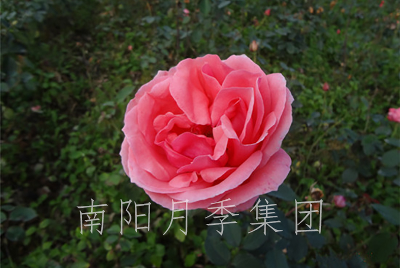 ¼