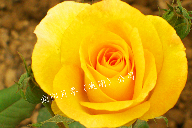 ¼