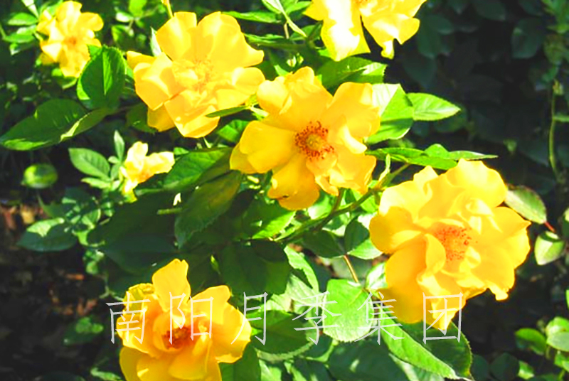 ¼