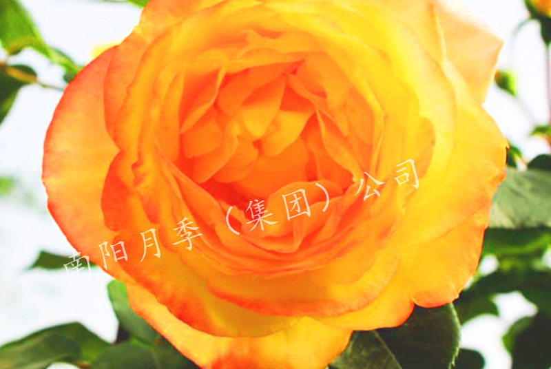 ¼