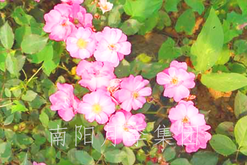 ¼
