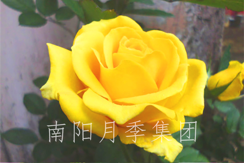¼