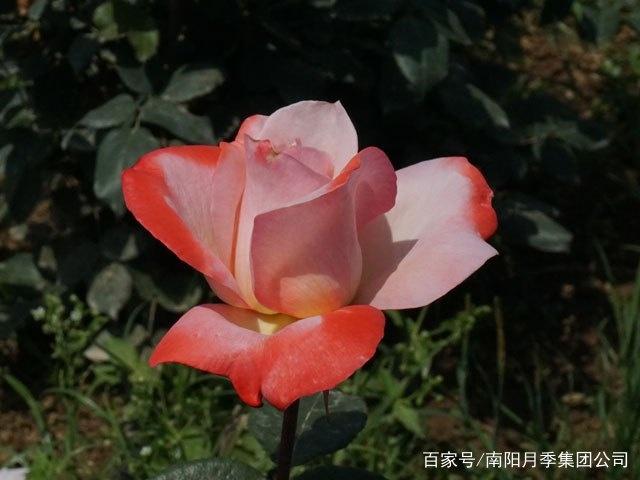 1542971020437.jpg